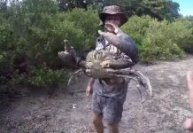 Màn truy bắt "quái cua" khổng lồ khiến người xem dựng tóc gáy