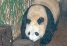 Gấu trúc "già" nhất thế giới đã qua đời ở tuổi 34