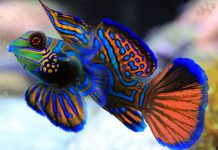 Top 10 loài cá đẹp nhất thế giới Top 10 loài cá đẹp nhất thế giới