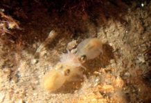 Siêu thực phẩm kỳ lạ