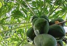 Cách phòng và trị bệnh đu đủ xoăn lá