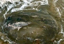 Cá kỳ dị chết hàng loạt trên bờ biển Anh Cá kỳ dị chết hàng loạt trên bờ biển Anh