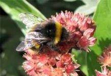 Loài ong có thể điều chỉnh tốc độ bay