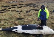 Cá voi sát thủ ba mét chết thảm do bị bão thổi bay lên bờ