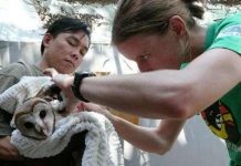 Sau gần một tháng hoạt động, cứu hộ 270 con thú Sau gần một tháng hoạt động, cứu hộ 270 con thú