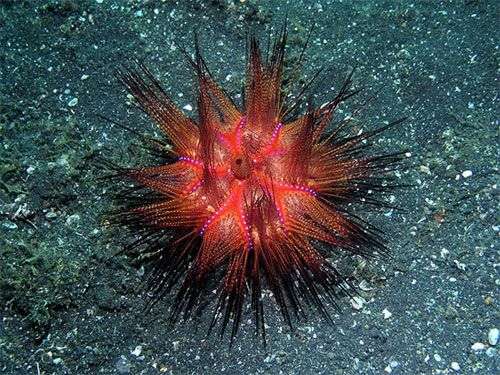 Những “đốm lửa” đáng sợ trong lòng đại dương