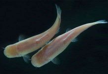 Cá mù có nhịp sinh học dài gần 2 ngày