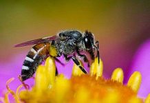 Những loài côn trùng được 'sủng ái' nhất hành tinh