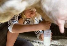 Con bò “cho sữa người” Con bò "cho sữa người"