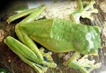 Phát hiện loài ếch cây mới ở Việt Nam Phát hiện loài ếch cây mới ở Việt Nam