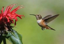 Loài chim bé hơn cả đồng xu Loài chim bé hơn cả đồng xu