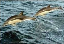 Cá heo cũng có ngôn ngữ riêng