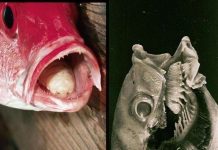 Hàng trăm loài mới phát hiện tại rặng san hô ở Australia (Phần II) Hàng trăm loài mới phát hiện tại rặng san hô ở Australia (Phần II)