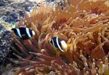 Phạt nặng hành vi xâm hại san hô bán đảo Sơn Trà