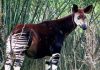 Loài Okapi ẩn hiện