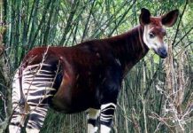 Loài Okapi ẩn hiện Loài Okapi ẩn hiện
