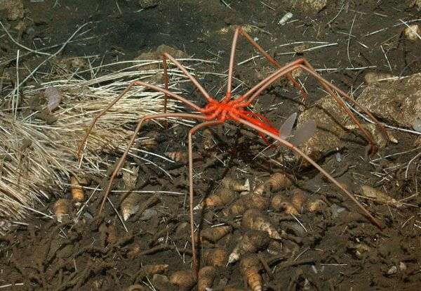 Những con vật kỳ lạ nhất ở Nam Cực