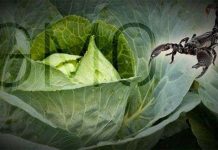 Những thí nghiệm biến đổi gene điên rồ nhất trong lịch sử