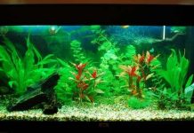 Nhật Bản cảnh báo sóng thần qua biểu hiện loài vật Nhật Bản cảnh báo sóng thần qua biểu hiện loài vật