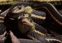 Hang rắn lớn nhất thế giới bừng tỉnh sau giấc ngủ đông