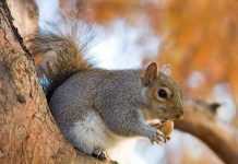 Những phát minh lấy cảm hứng từ động vật