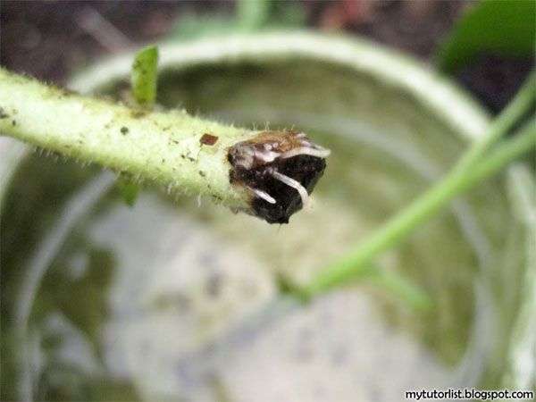 Kỹ thuật trồng hoa dạ yến thảo bằng cành