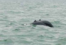 Cá heo quý xuất hiện tại Kiên Giang Cá heo quý xuất hiện tại Kiên Giang