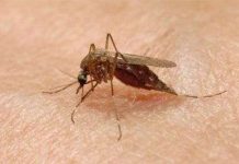 Tìm ra bốn chất tự nhiên có tác dụng diệt côn trùng