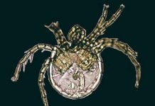 Loài sinh vật mới mang tên Jennifer Lopez