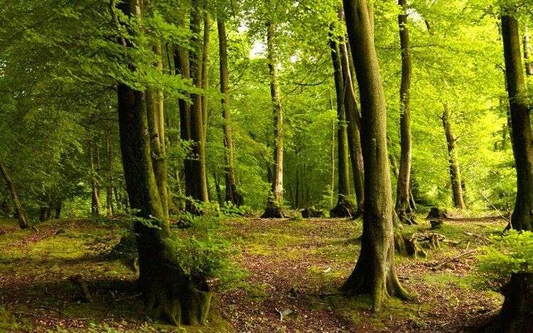 Những loại cây chịu ảnh hưởng nặng nề nhất của biến đổi khí hậu
