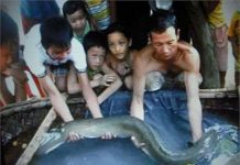 Bắt được chạch "khủng" ở Hà Tĩnh