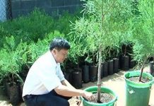 Đắk Lắk phát triển cây thủy tùng từ giống ghép