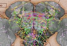 Tế bào thần kinh của ruồi giấm ứng dụng trong mạng máy tính