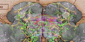 Tế bào thần kinh của ruồi giấm ứng dụng trong mạng máy tính