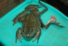 Tìm thấy con ếch 7 chân