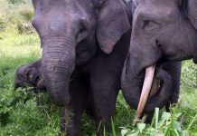 Indonesia: Thêm 3 con voi Sumarta chết vì nhiễm độc Indonesia: Thêm 3 con voi Sumarta chết vì nhiễm độc