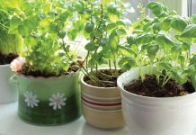 Hướng dẫn trồng rau thơm sạch tại nhà Hướng dẫn trồng rau thơm sạch tại nhà