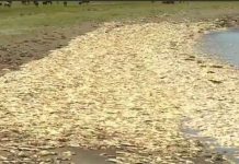 Hàng ngàn con mực ống chết bất thường, tràn ngập bờ biển Chile