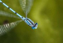 Giới hạn sợ hãi của côn trùng và biến đổi khí hậu