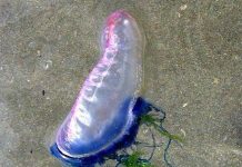 Sinh vật có độc giống bóng bay tấn công bờ biển Anh