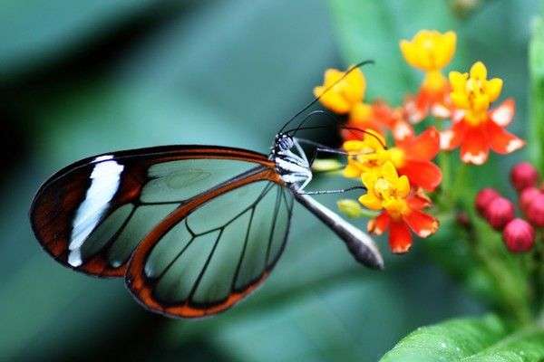 Khám phá loài bướm có đôi cánh như pha lê