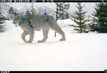 Ghi được hình linh miêu quý hiếm ở Canada