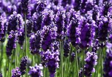 Kỹ thuật trồng hoa oải hương Kỹ thuật trồng hoa oải hương