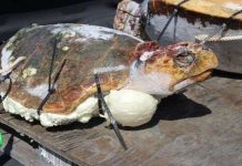 Dùng xác rùa chết cứu rùa sống