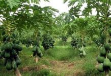 Phương pháp trồng đu đủ nghiêng cho năng suất vượt trội