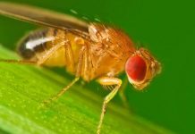 Ruồi giấm – loài vật góp công trong 6 giải Nobel Ruồi giấm - loài vật góp công trong 6 giải Nobel