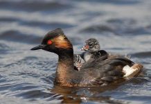 "Mưa chim" tại Mỹ là do ánh đèn điện