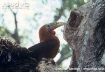 Myanmar thành lập khu bảo tồn hổ lớn nhất thế giới