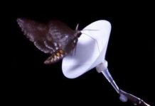 Bằng cách nào sâu bướm nhận biết mùi hương hoa?