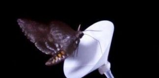 Bằng cách nào sâu bướm nhận biết mùi hương hoa?